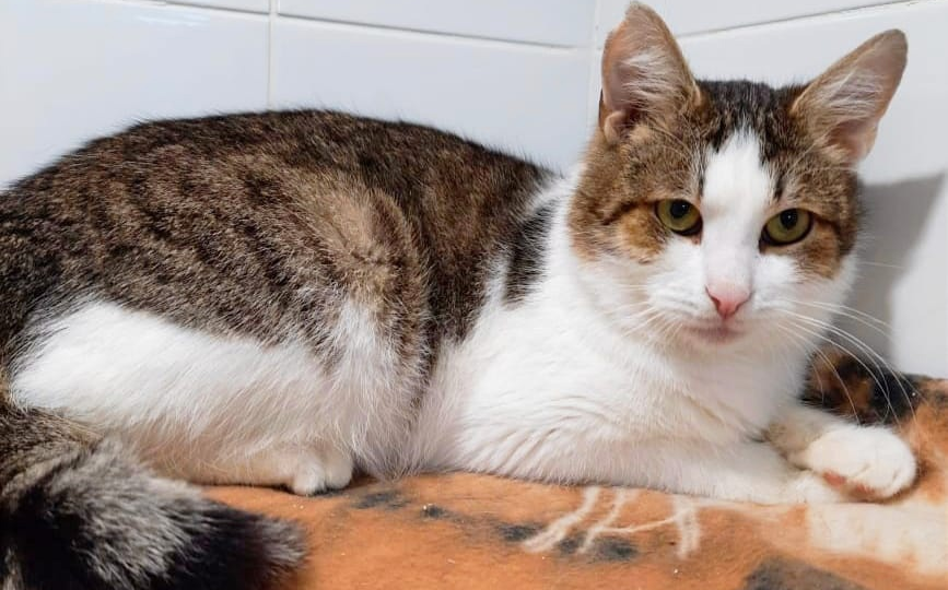 Ищем любящую семью для самого ласкового котофея Тихона! 👪🐈