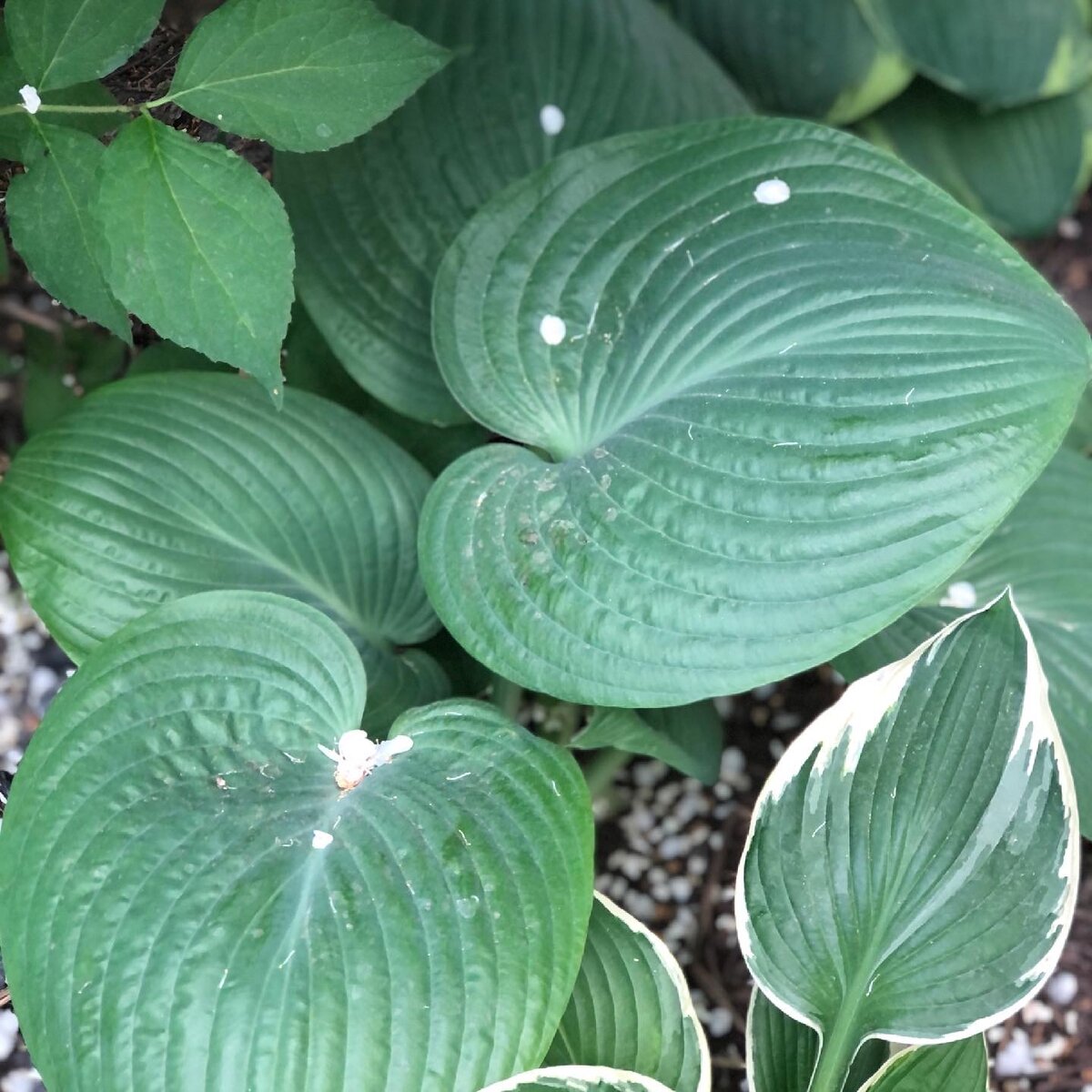 Хоста Humpback Whale  весной