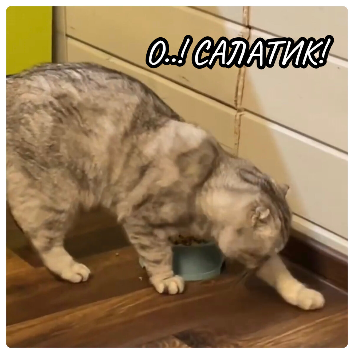 Сколько коту можно