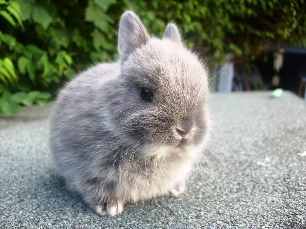 Маленький серенький похож. Короткошерстный карликовый кролик. Карликовый кролик минор. Кролик карликовый короткоухий. Карликовый кролик Пигмей.