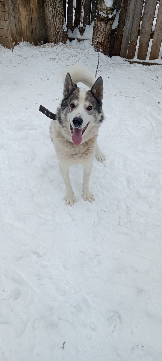 Впереди ещё много праздников, а у наших собак продукты заканчиваются ...