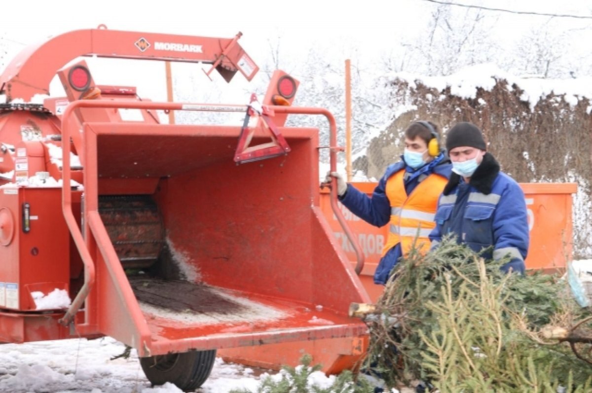    Жителей Краснодара призвали сдавать елки на переработку