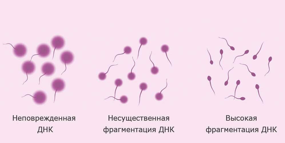 Лаборатория генетики нарушений репродукции