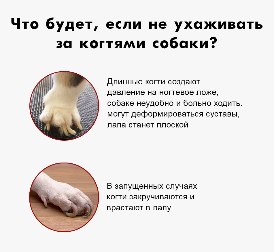 Как подстричь когти собаке. Как подстричь собаке когти когтерезом. Как подстричь когти собаке. Как правильно подстричь ногти собаке. Как подстричь когтис собаке.