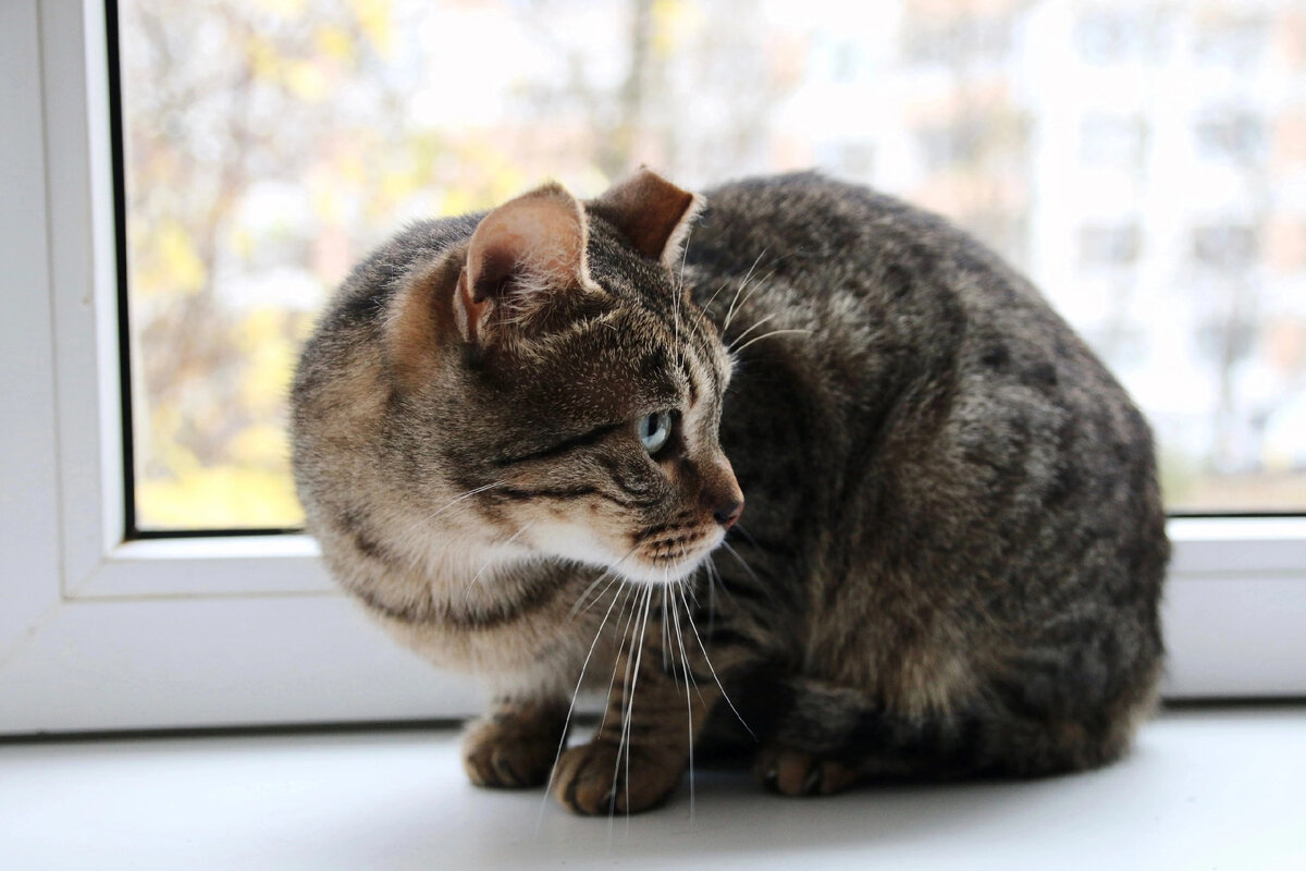 Кошка Даша мечтает о доме 🐈🐾🌞 | Приют 