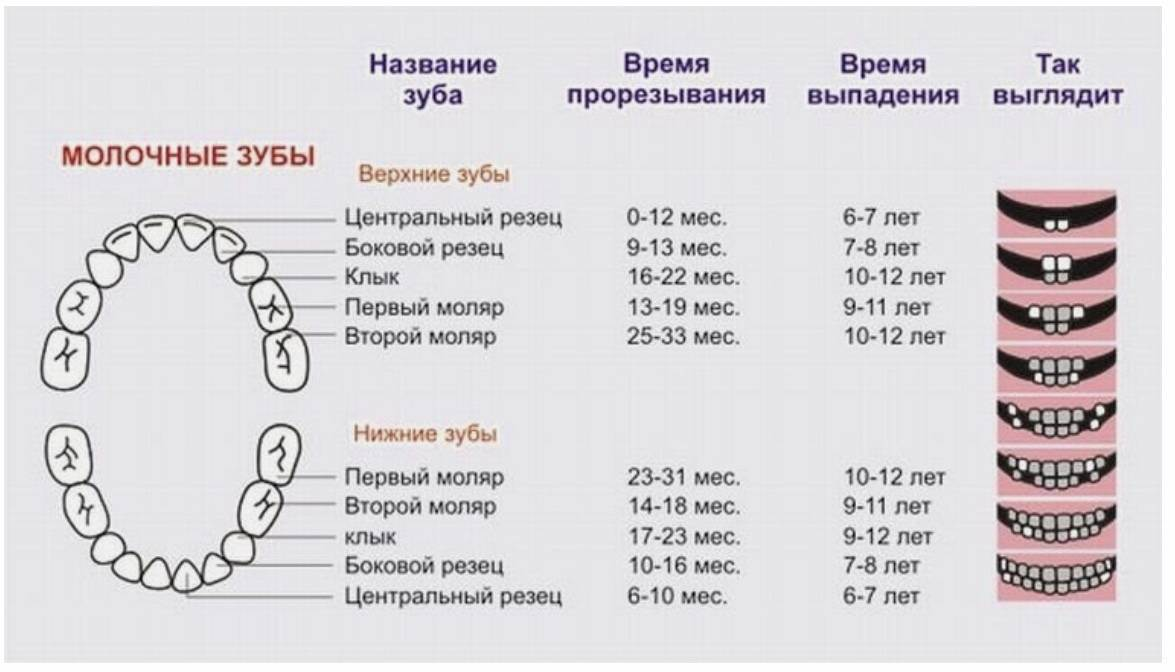 Какие зубы меняются у ребенка фото