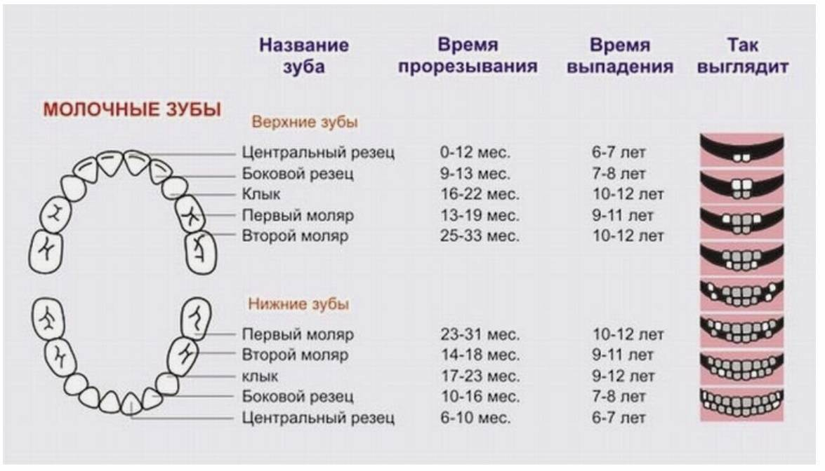 Почему молочные зубы