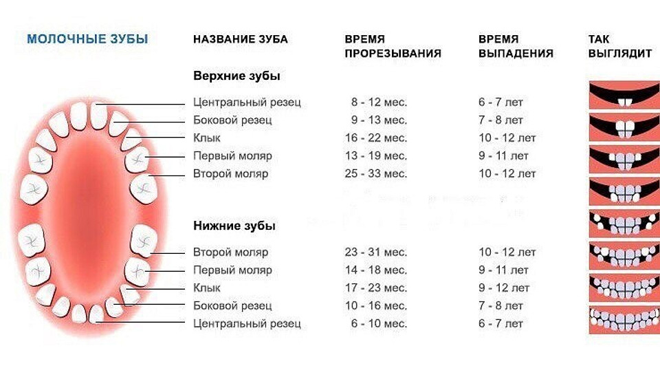 Зубы в беременность форум. Коренные зубы у детей схема прорезывания. когда выпадают молочные жевательные зубы у детей.