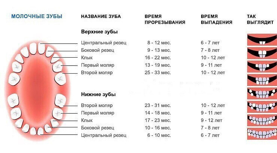 Молочный зуб клык. Схема молочных зубов у детей 10 лет. В каком порядке выпадают молочные зубы у детей схема. Прорезывание коренных зубов у детей последовательность. Как растут коренные зубы у детей схема.