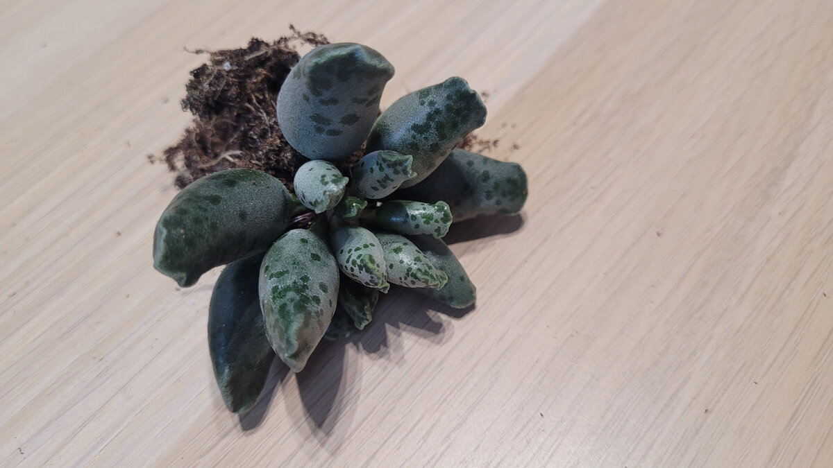 Суккулент Adromiscus cupium – это растение семейства Крассуловых, которое обладает красивой и необычной внешностью. Его название происходит от латинского слова "succulentus", что означает "сочный", и это отлично описывает его основную особенность – способность сохранять влагу в своих мясистых листьях.