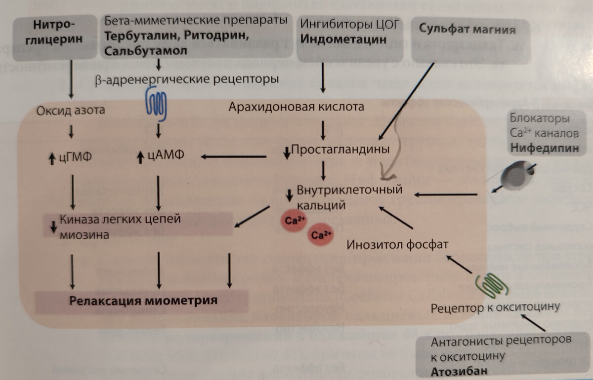 Механизм действия токолитических препаратов. Токолитические препараты, действуя различными путями, вызывают расслабление миометрия вследствие снижения уровня внутриклеточного кальция.