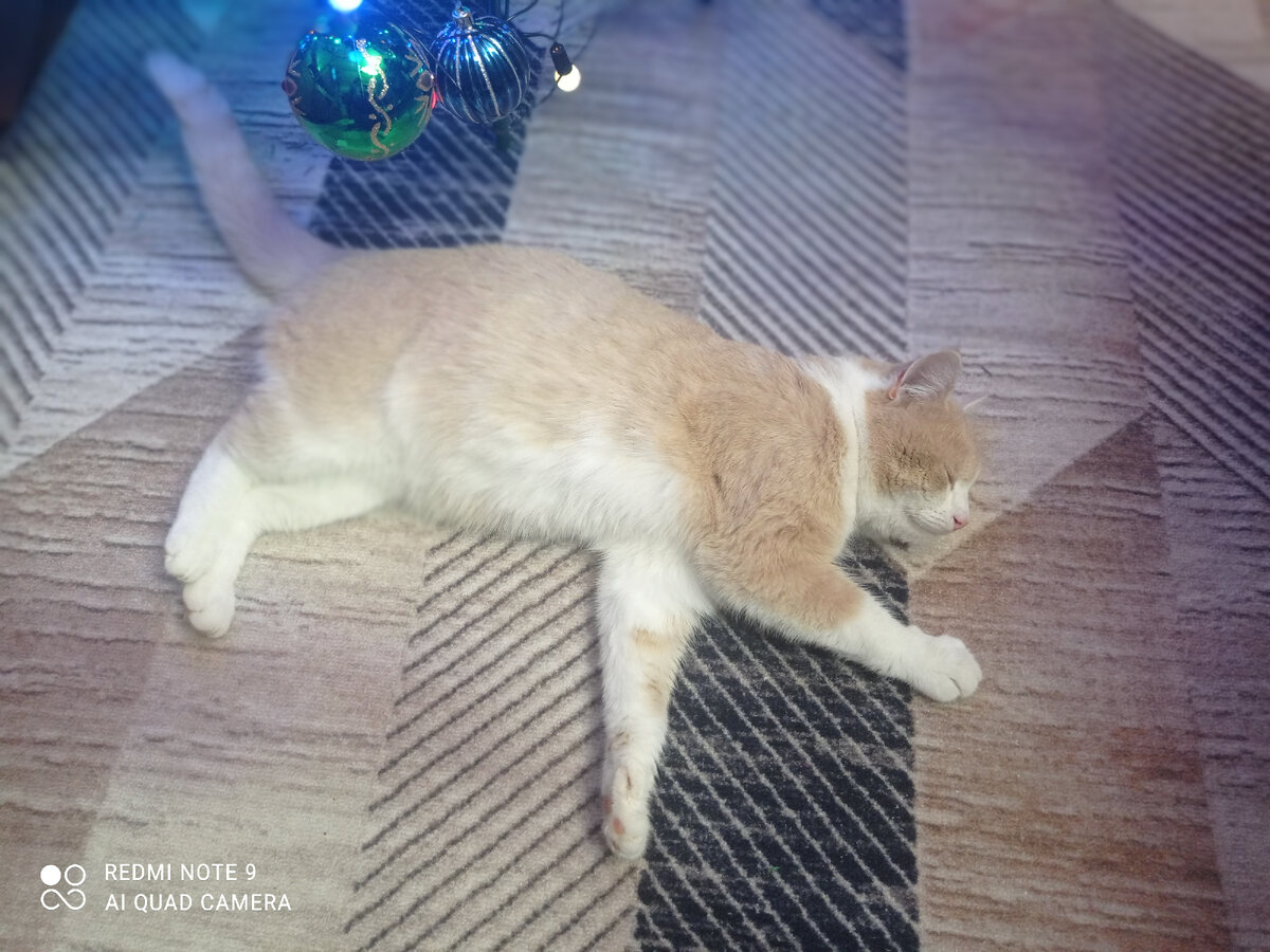 Персик под елкой