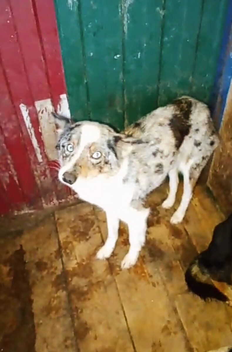 Новенькая в отлове