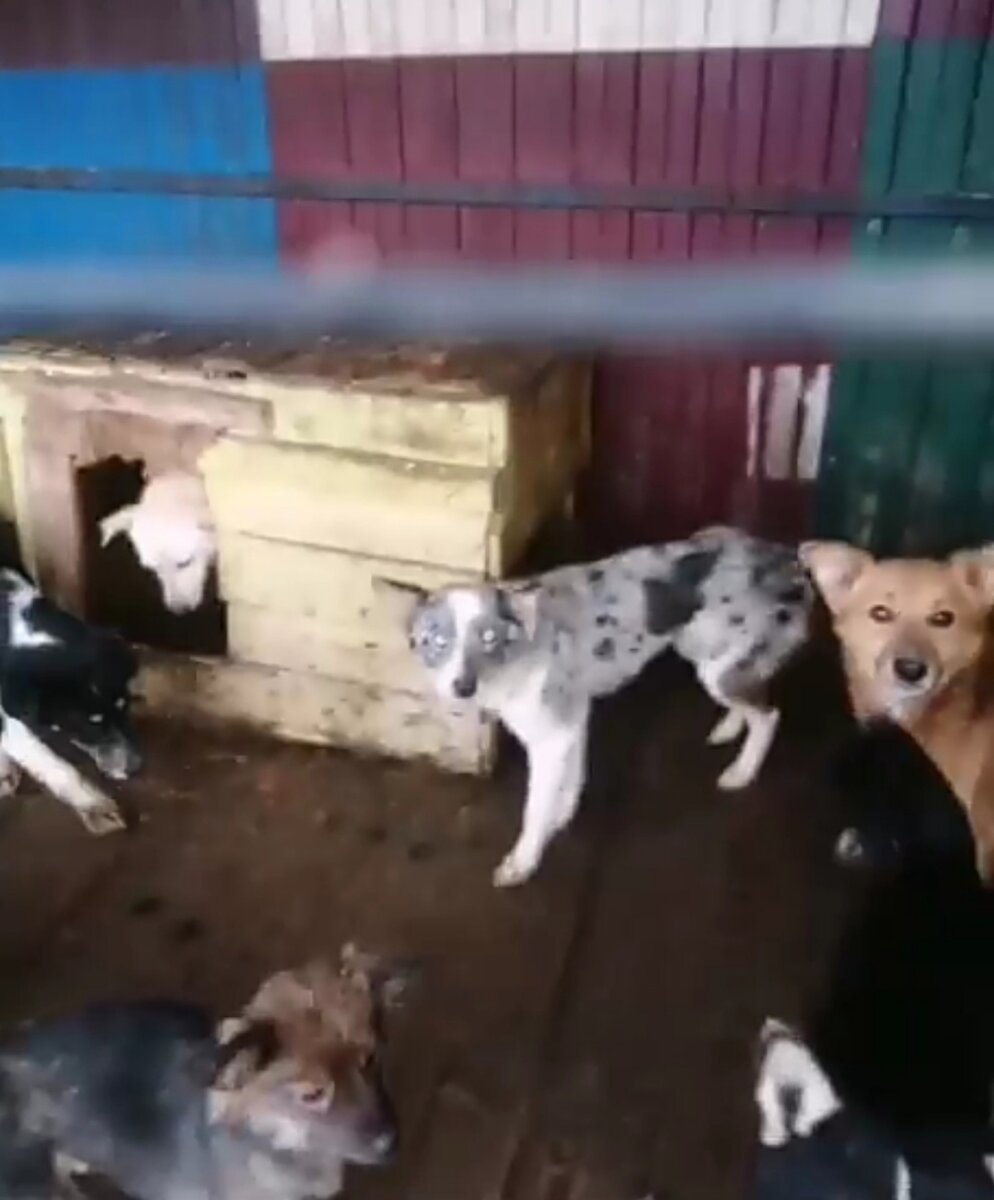 Пятнушку трудно не заметить