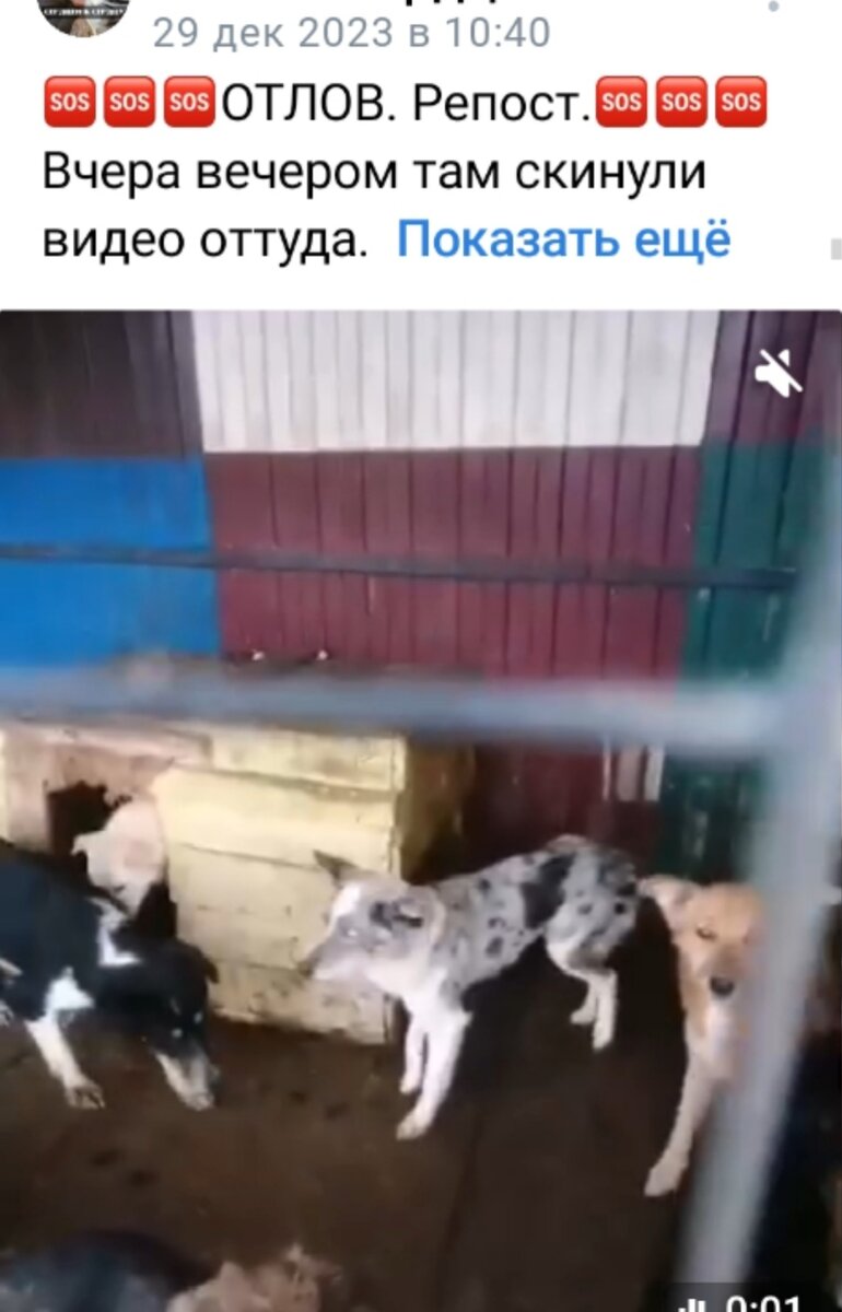 Наш пост о помощи пятнушке