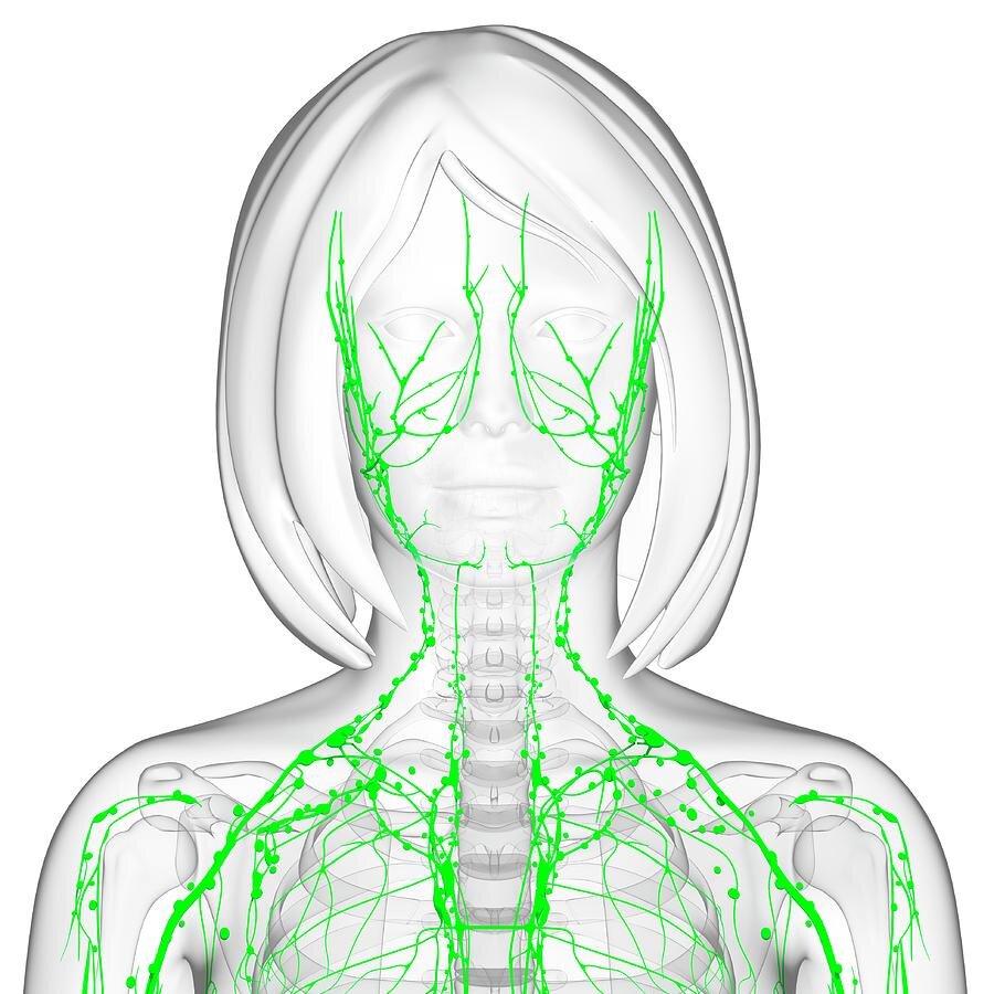 Лимфатическая система на лице и шее