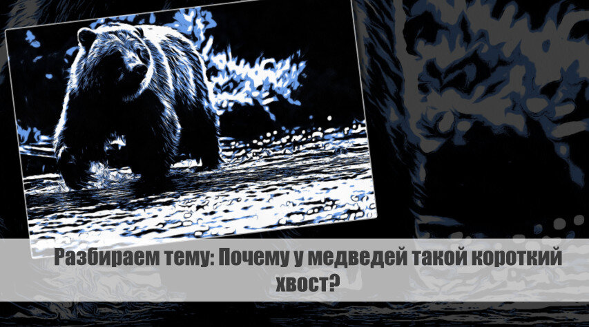 Разбираем тему: Почему у медведей такой короткий хвост?