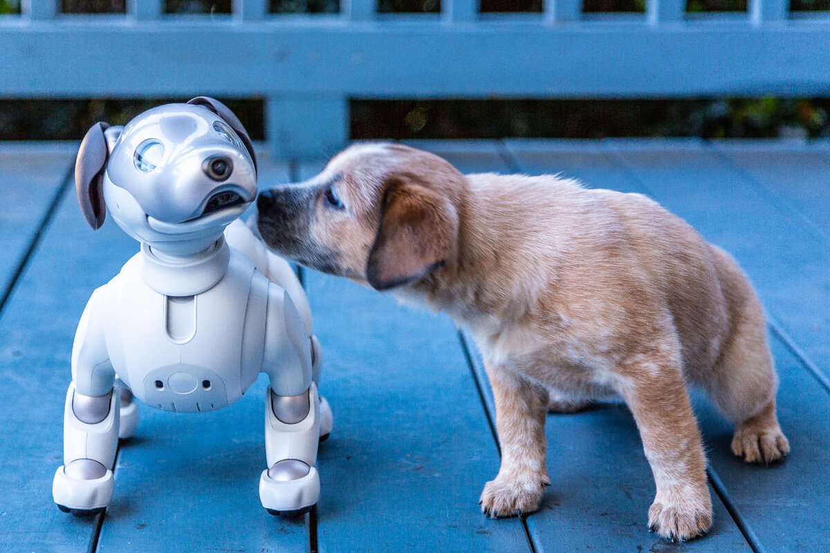 Живые собаки видео. Робот собака Aibo. Робот собака с искусственным интеллектом Aibo. Aibo 1999. Собачка Айбо сони.