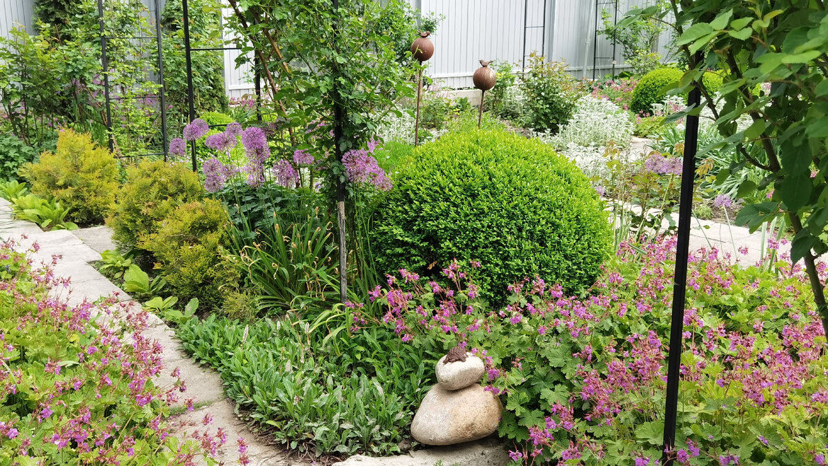 Герань крупнокорневищная в моём саду помогает мне бороться с сорняками.