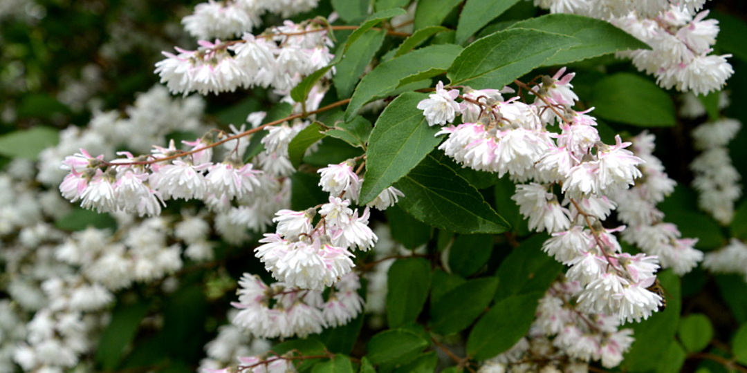 10 лучших красивоцветущих кустарников для вашего сада