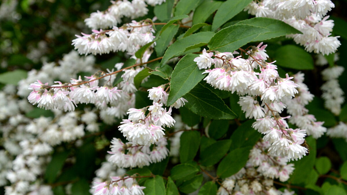 Дейция шершавая