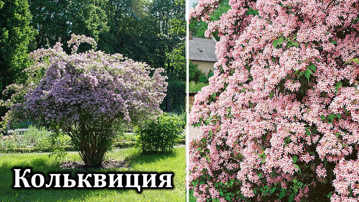 Кустарник 6 букв Кустарник 6 букв