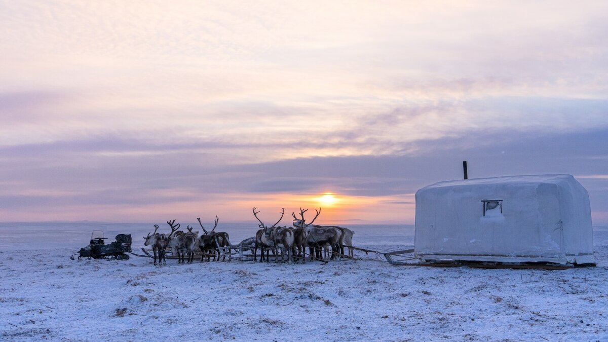 Якутия, рядом с посёлком Юрюнг-Хая. Для туристов в регионе организуются многодневные экскурсии с переездами на оленях. Фото: Hans-Jurgen Mager / Unsplash