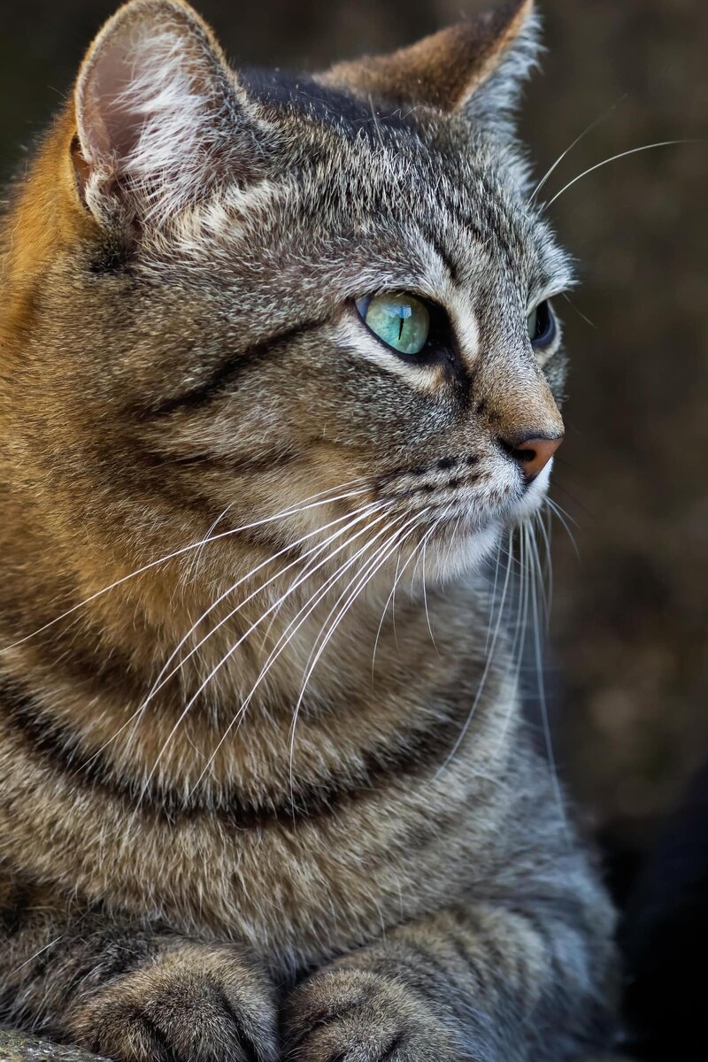 Вот такая была моя Машка. Фото интернет