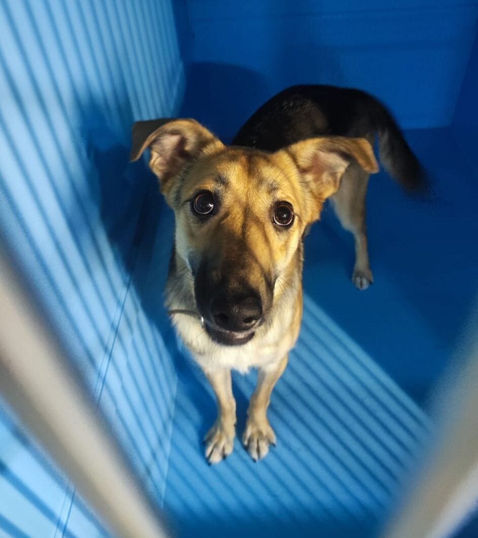 Сэнди. Полгода в боксе и не замечена | Волонтер Зооцентра КиС | Дзен