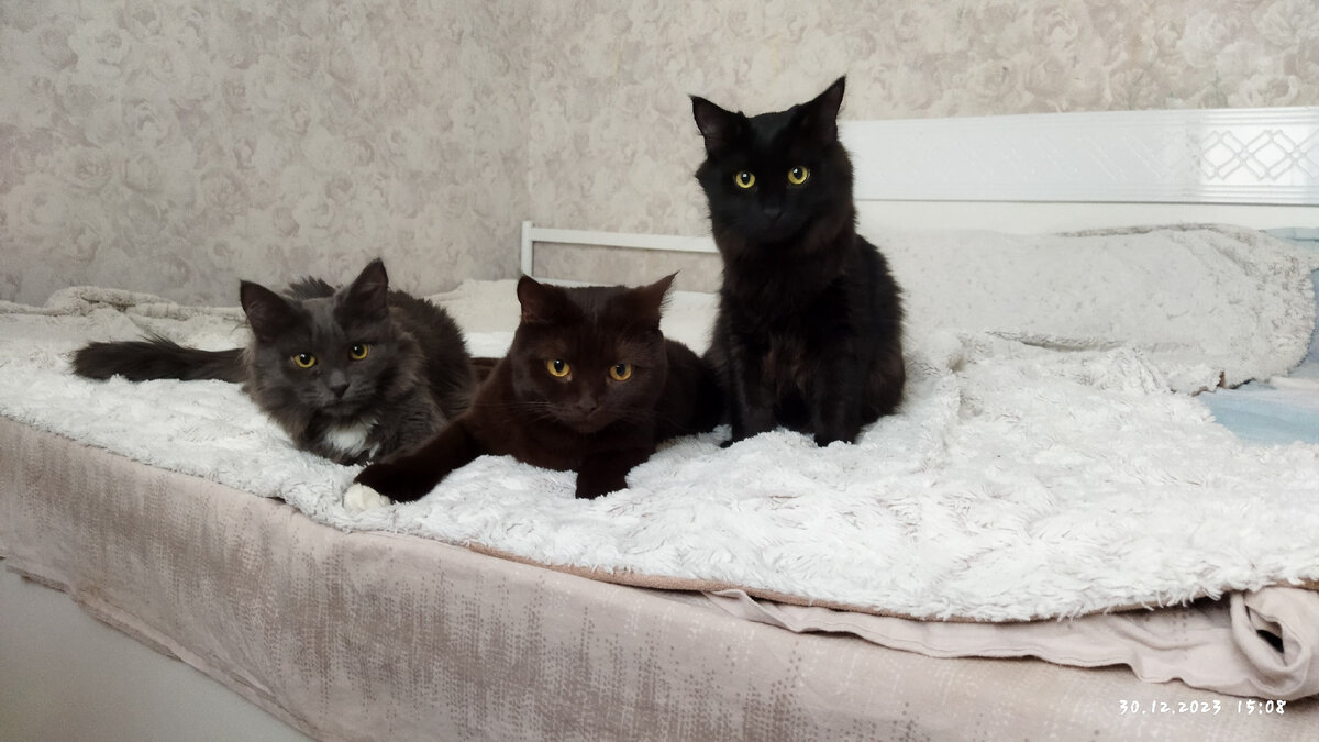 Слева направо - Сëма, Кося и Черныш🥰