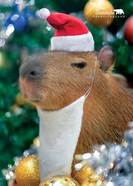 Моё настроение, когда всё везде закрыто🙄😁