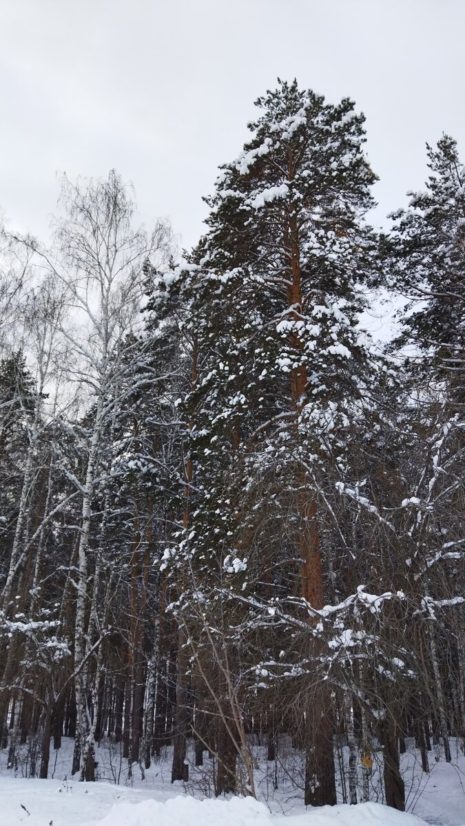 Прямоугольник имеет стороны 2