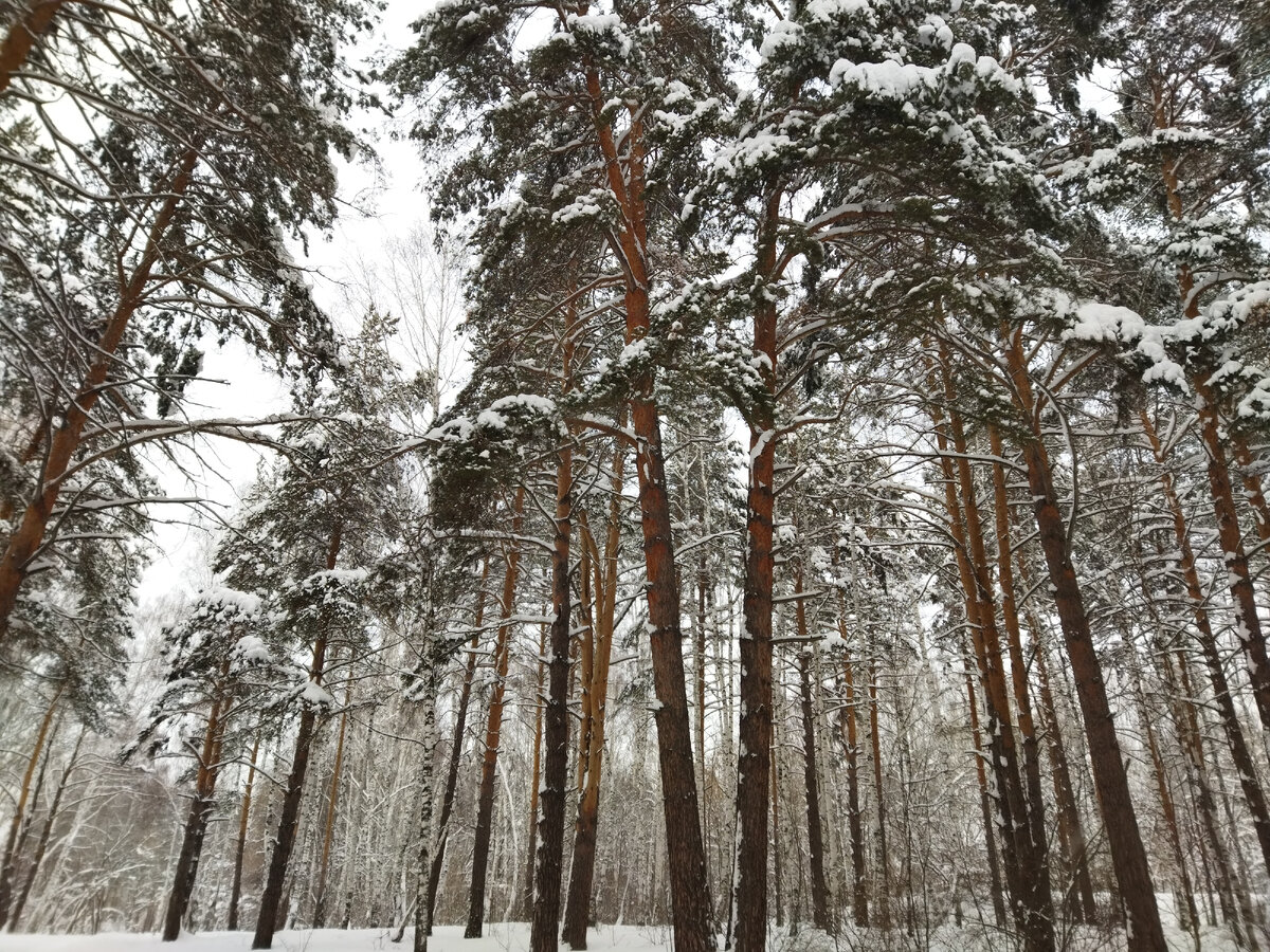 Определите используя физическую