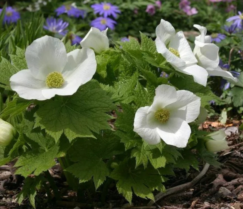 Глауцидиум. Glaucidium palmatum. Растение глауцидиум. Глауцидиум пальчатый. Глауцидиум пальчиковый.