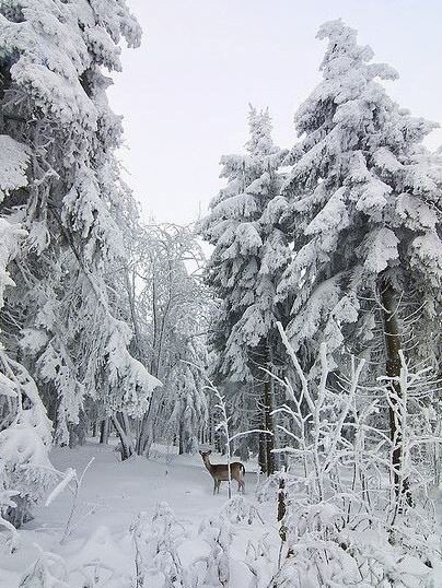 Сказочный зимний лес