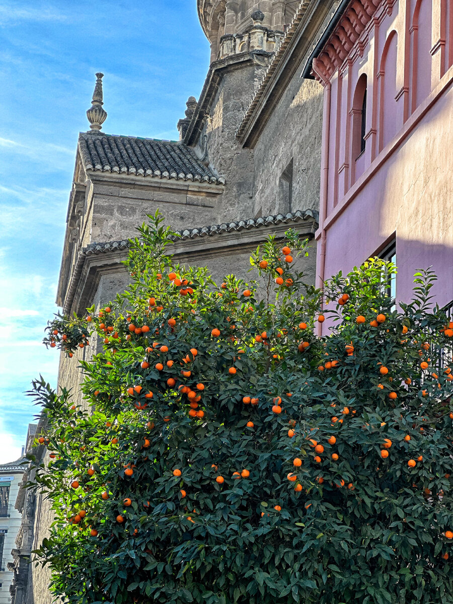 Цитрусовые здесь везде. Очень украшают любой кадр!