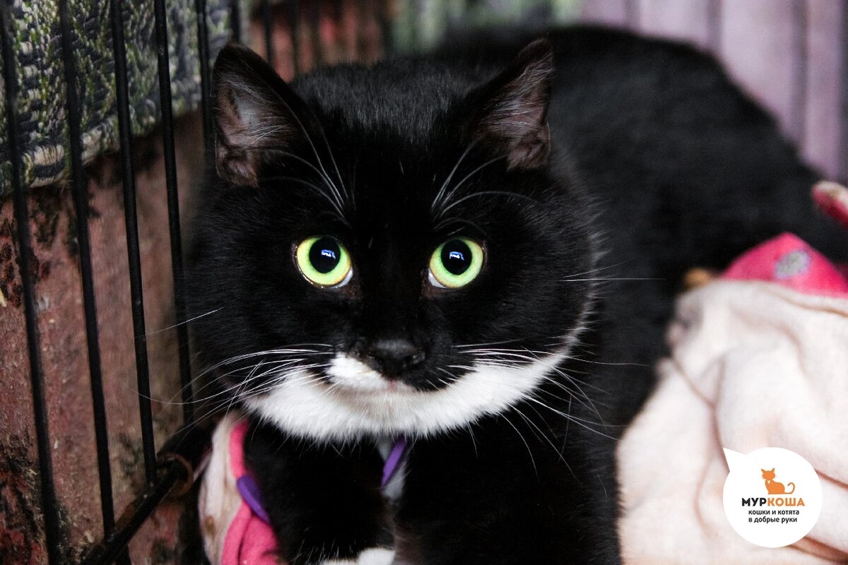 Милый Китис найден на улице.