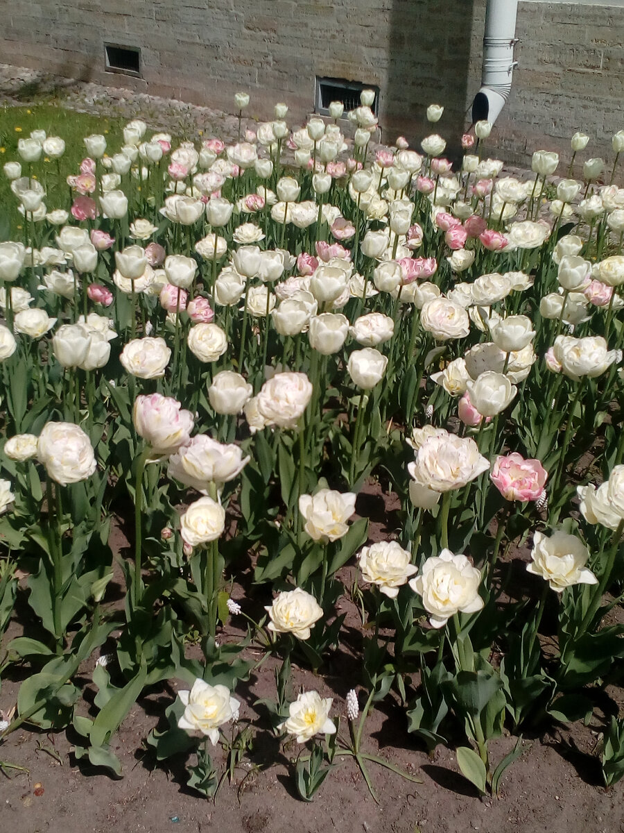 Прекрасный фестиваль тюльпанов на Елагином острове 