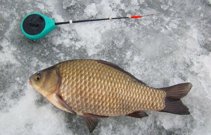 7 шагов для успешной ловли карася зимой на мормышку