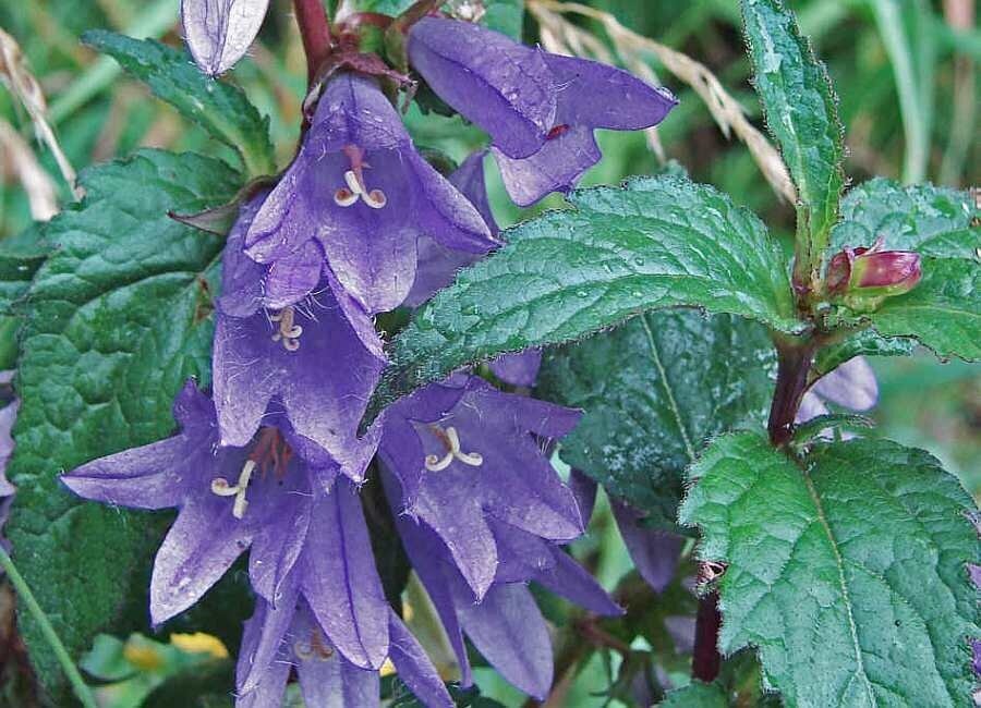 Колокольчик крапиволистный