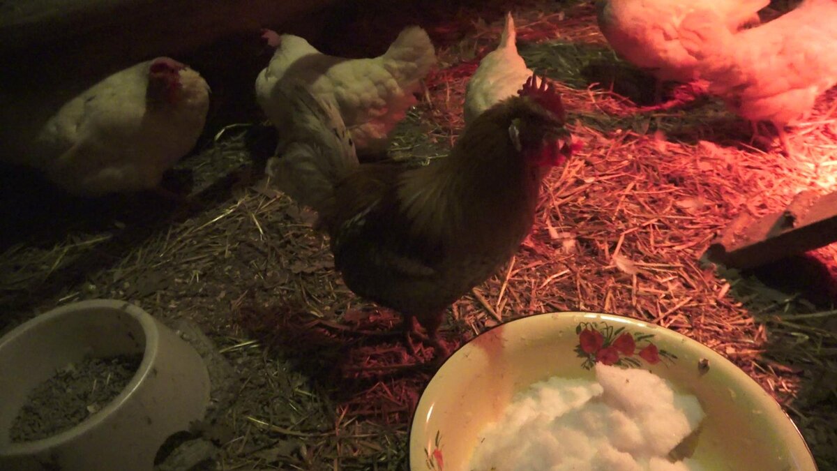 петух в курятнике