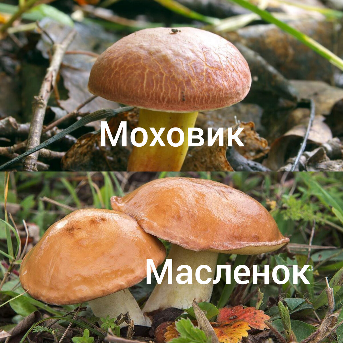 Съем грибы