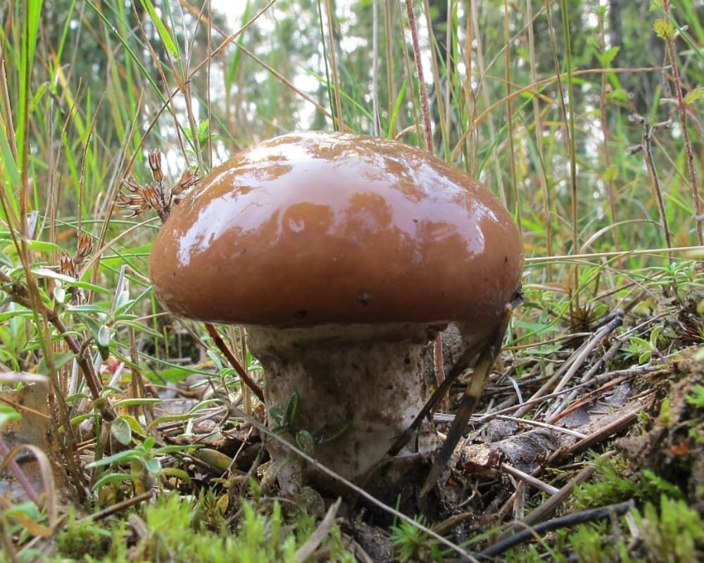 Гриб типа масленка. Грибы маслята. Гриб Suillus luteus. Маслёнок настоящий Suillus luteus. Грибы маслята поздние.