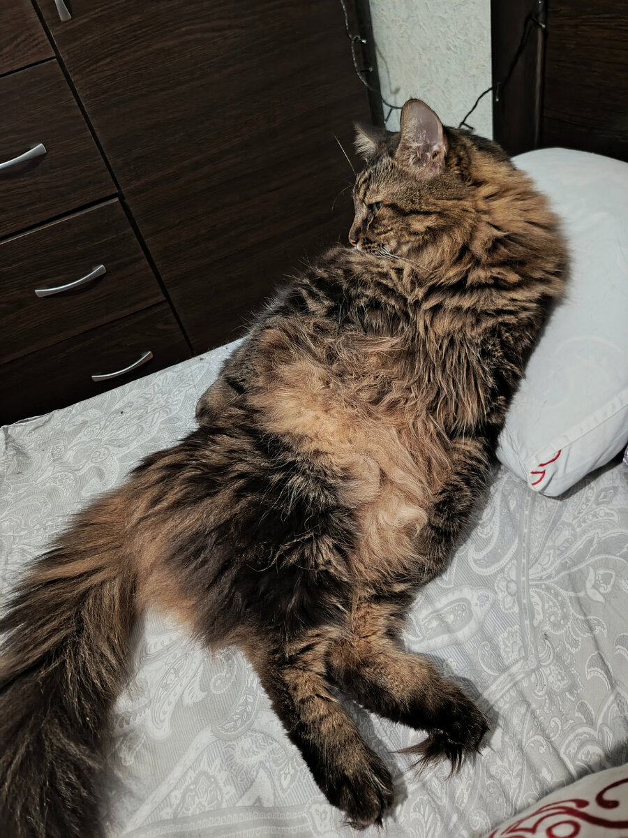 Найдите тут все лапки