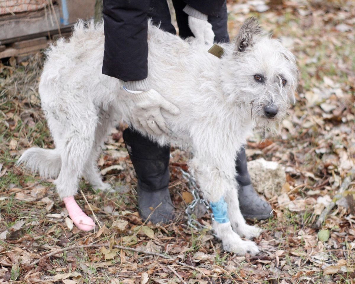 Пич терьер. Щенки на лужайке. Собака на траве фон. Прогулка с собакой на газоне. Газон собака.