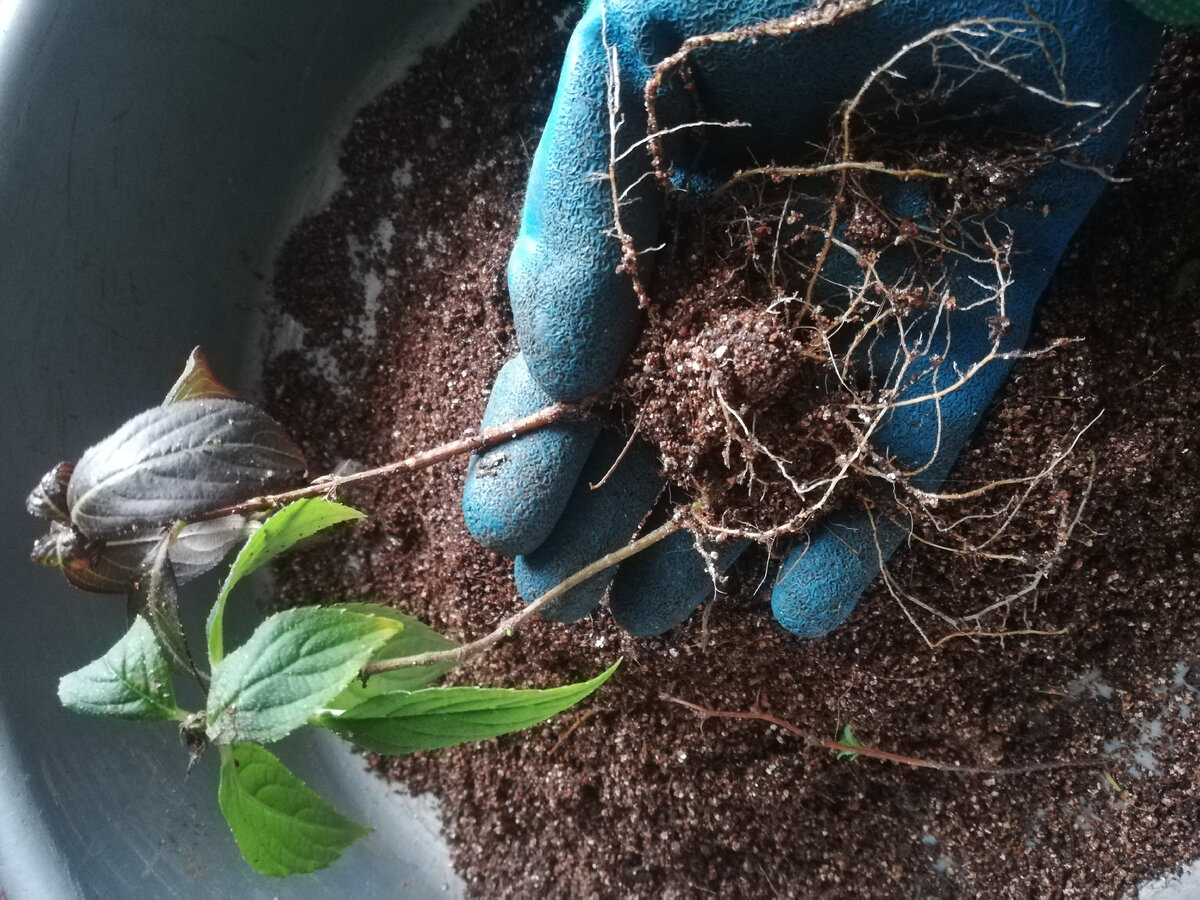 Вейгела и метельчатая гортензия из череночника