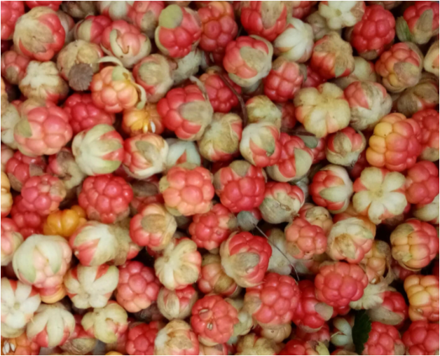 Ягоды морошки, неспелые