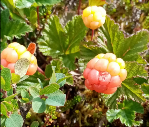 Спелая морошка