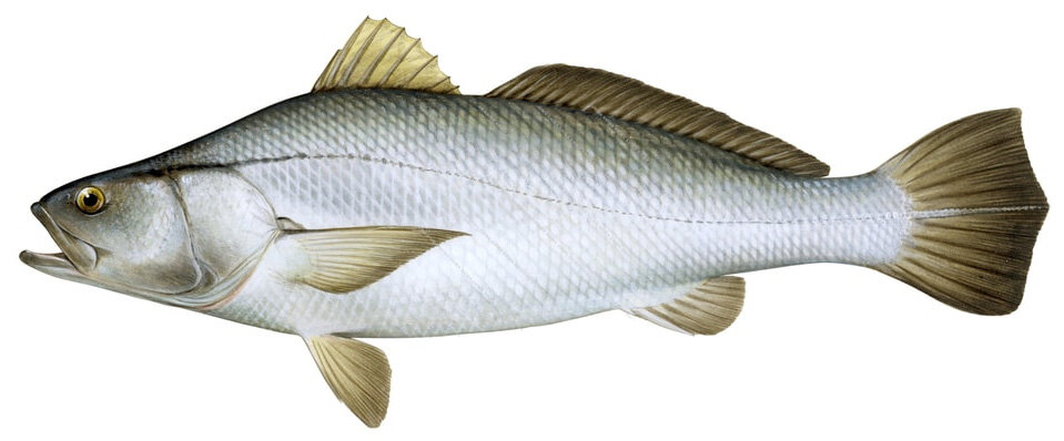 Totoaba macdonaldi