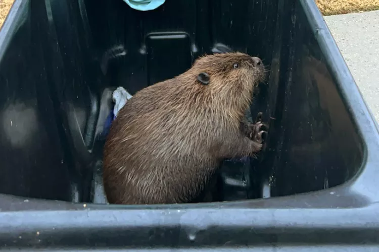     Огромный бобер заглянул на рождественскую елку в больницу